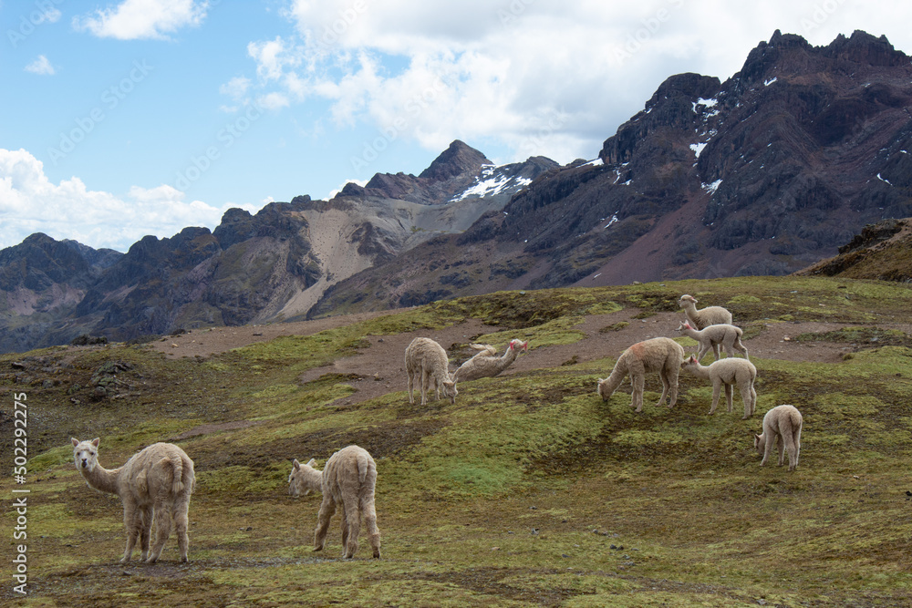 Llamas en lo alto de las montañas peruanas