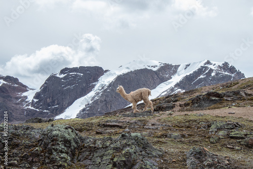 Llama peruana en la montaña
