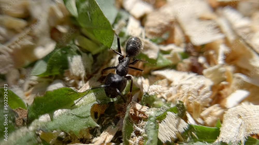big black ant crawling on a tree, macroshoot insects big black ant crawling on a tree, macroshoot insects