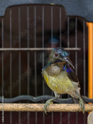 bird on the cage