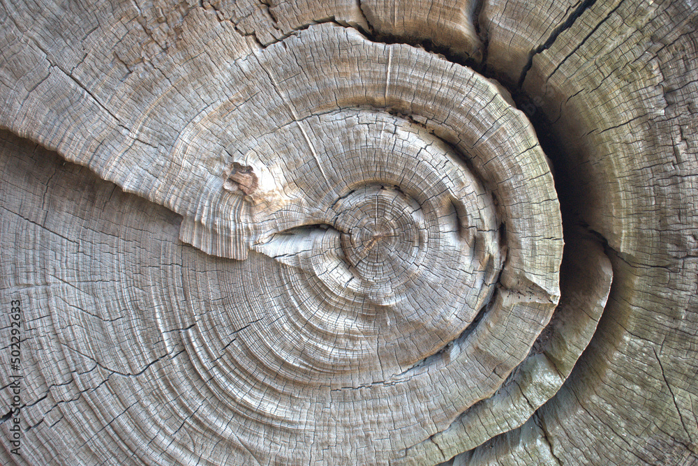 Naklejka premium End Grain Tree Stump