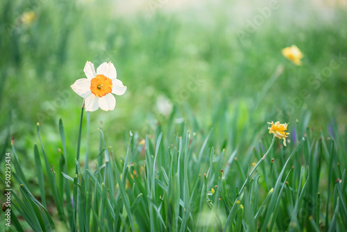 Fototapeta Naklejka Na Ścianę i Meble -  Daffodils are blooming beautifully in the park