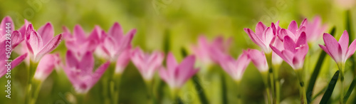 Blossom of pink Zephyranthes Lily, Rain Lily, Fairy Lily.Wide banner format.