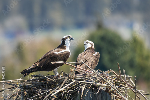A pair of nesting osprey on their nest of sticks
