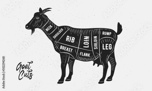 Cuts of Goat. Butcher Diagram, scheme, chart. Goat sketch silhouette isolated on white background. Vintage Poster for butcher shop, barbecue. Vector illustration