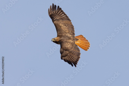 Foto Top view of a red-tailed hawk flying, seen in the wild in  South Oregon
