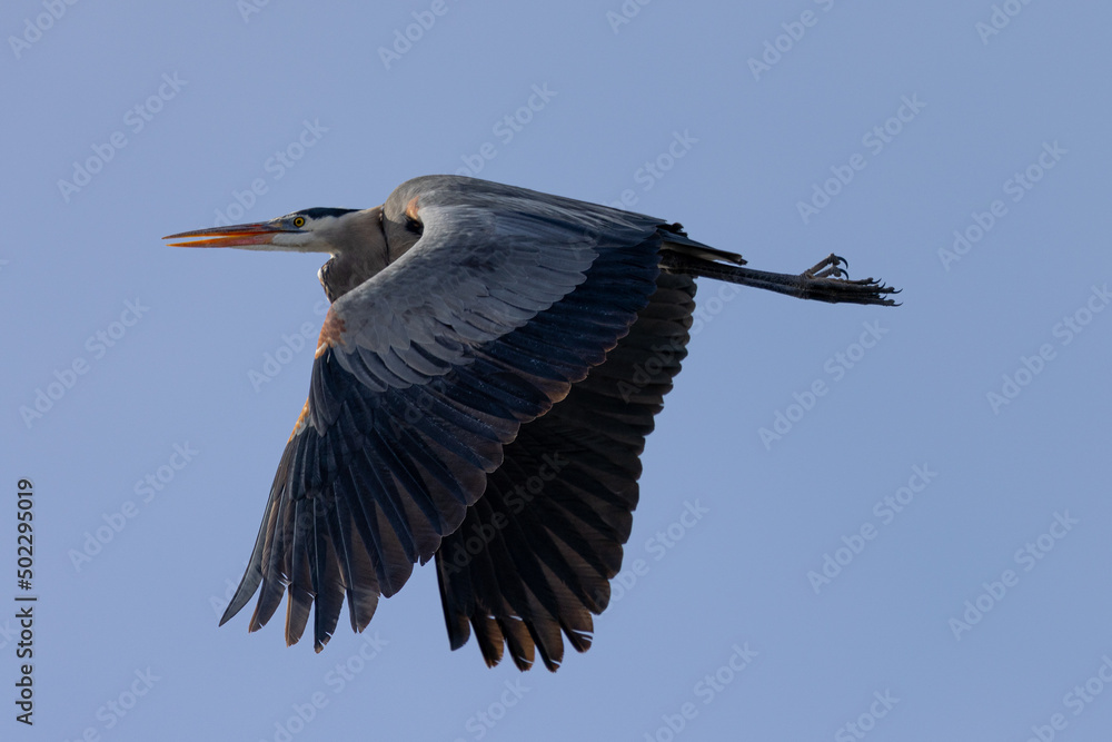 Obraz premium Great blue heron in beautiful light, seen in the wild in South Oregon