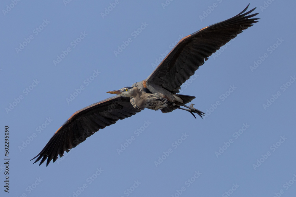 Obraz premium Great blue heron in beautiful light, seen in the wild in South Oregon