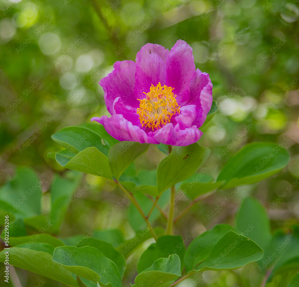 Peonies.