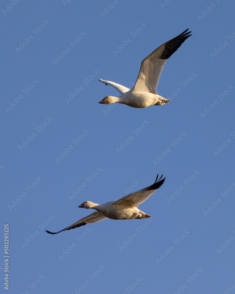 Fototapeta premium Close view of a snow geese flying in beautiful light, seen in the wild in South Oregon