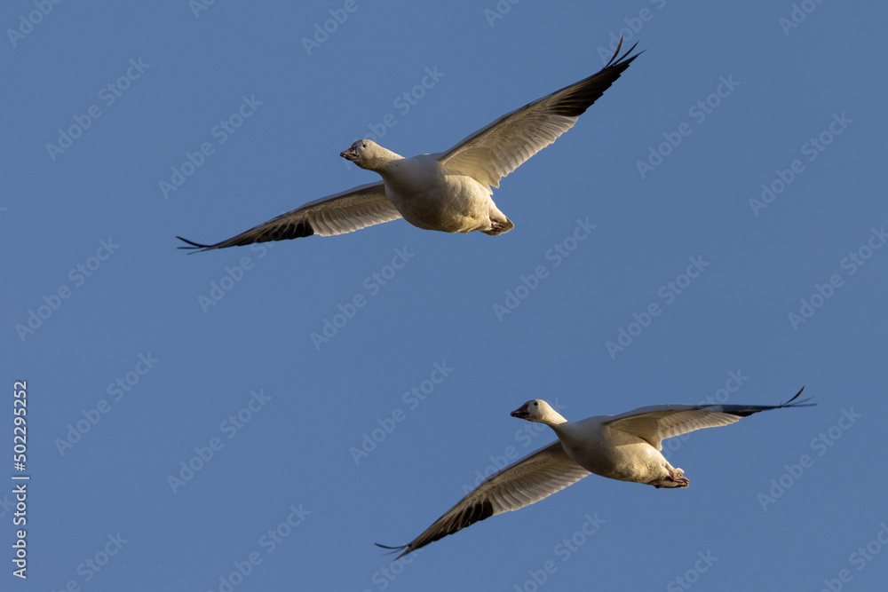 Obraz premium Close view of a snow geese flying in beautiful light, seen in the wild in South Oregon