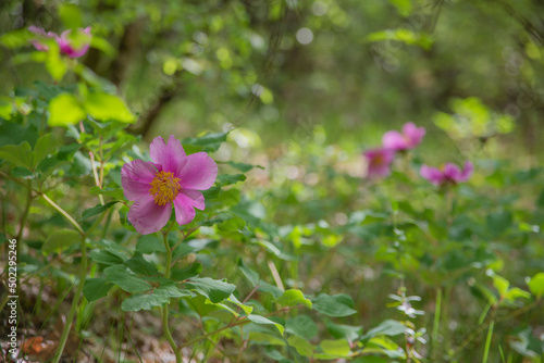 Peonies.