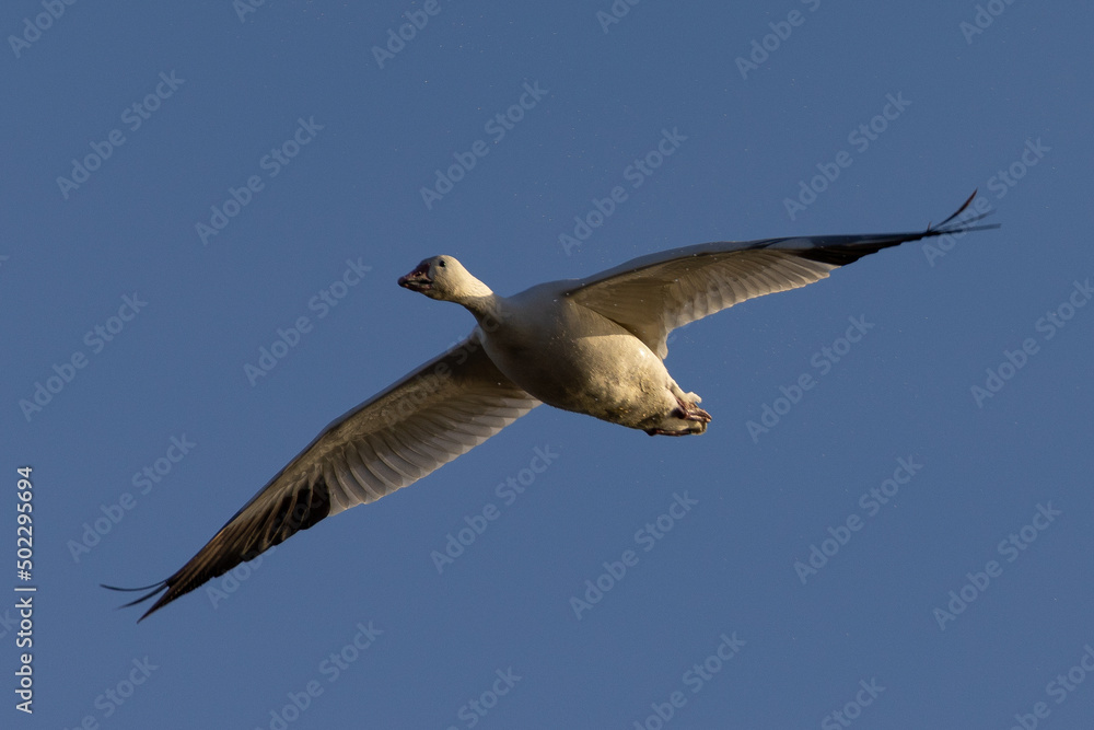 Close view of a snow goose flying in beautiful light, seen in the wild in South Oregon Close view of a snow goose flying in beautiful light, seen in the wild in South Oregon