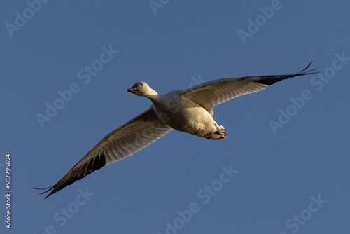 Close view of a snow goose flying in beautiful light  seen in the wild in South Oregon