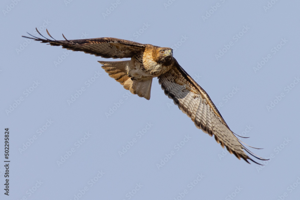 Fototapeta premium Frontal view of a red-tailed hawk flying, seen in the wild in North California 