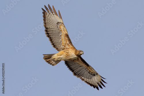 Bottom view of a red-tailed hawk flying, seen in the wild in  North California 