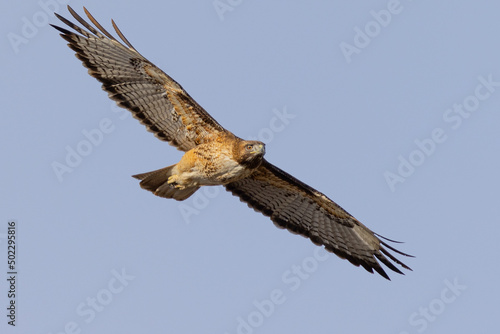 Bottom view of a red-tailed hawk flying  seen in the wild in  North California 