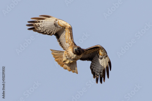 Frontal view of a red-tailed hawk flying, seen in the wild in North California 