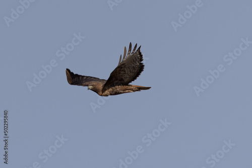 Side view of a red-tailed hawk flying, seen in the wild in  North California