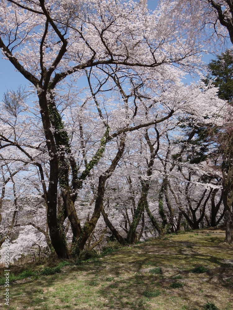青空の下の桜の木 青空の下の桜の木