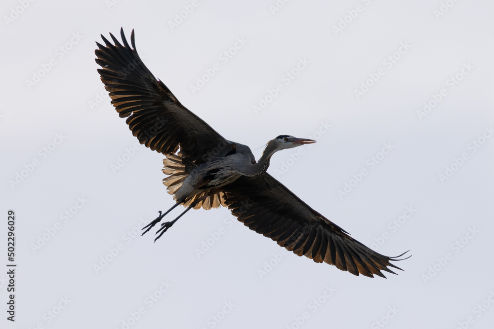 Fototapeta premium Great blue heron flying, seen in the wild in South Oregon
