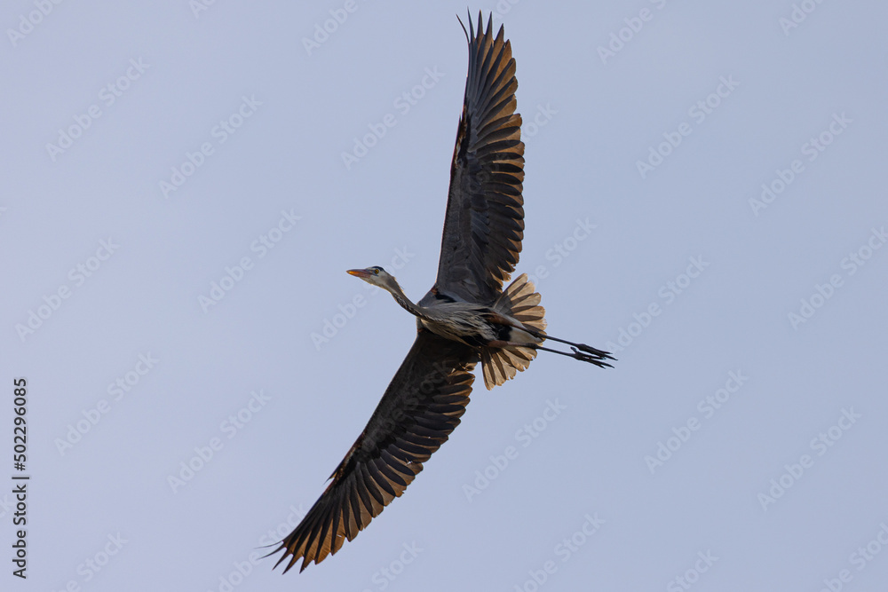 Obraz premium Great blue heron flying, seen in the wild in South Oregon