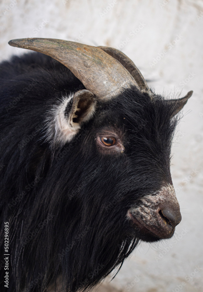 portrait of a horned farm goat portrait of a horned farm goat