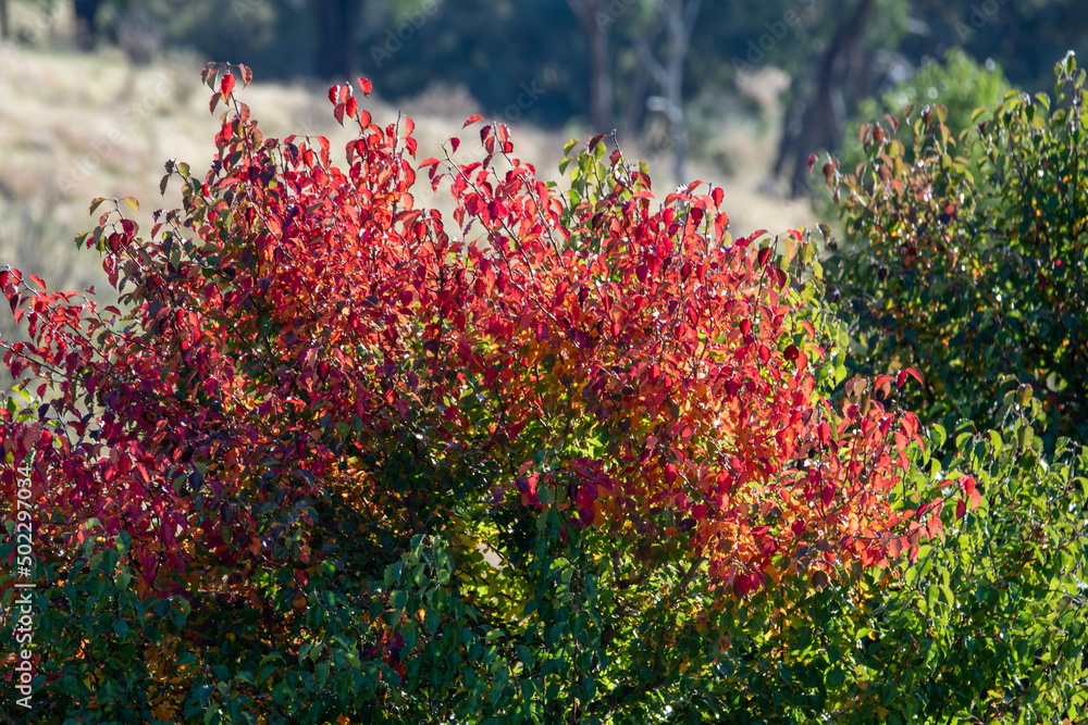 Autumn in the country