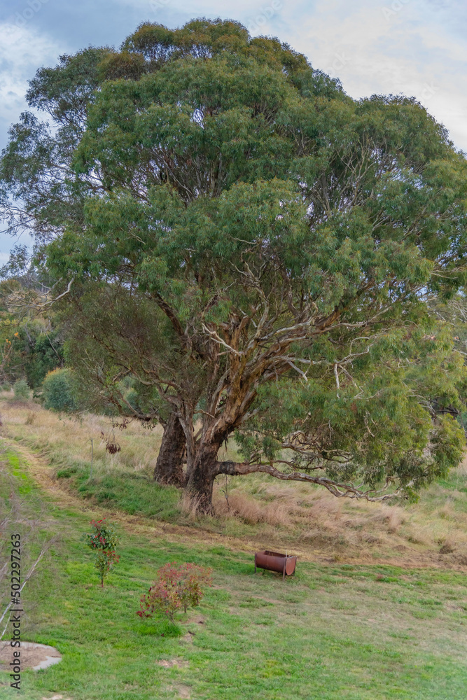 Fototapeta premium Rural scenery