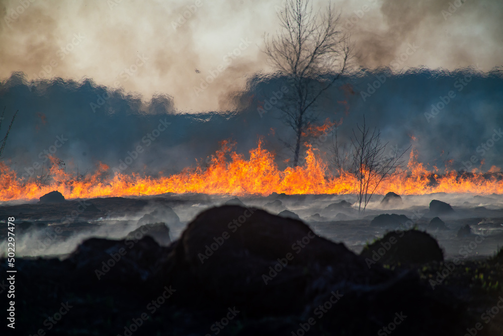 Fire in the field, burning dry grass
