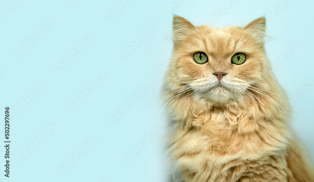 studio photo of red ginger serious cat looking at the camera isolated over blue background