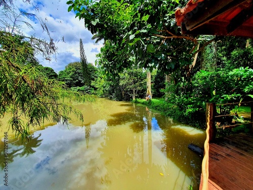 river in the forest