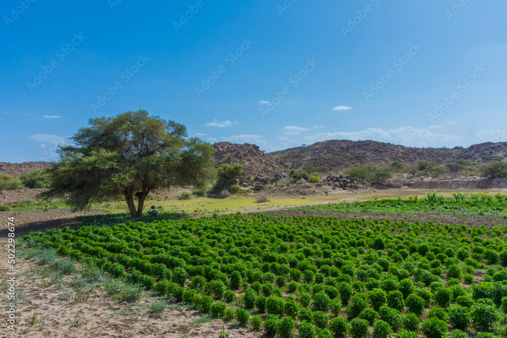 farm field located at Taif