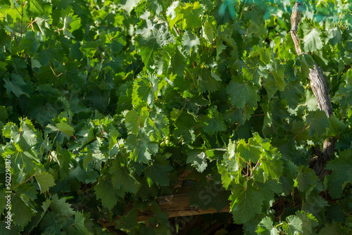 Green grapes