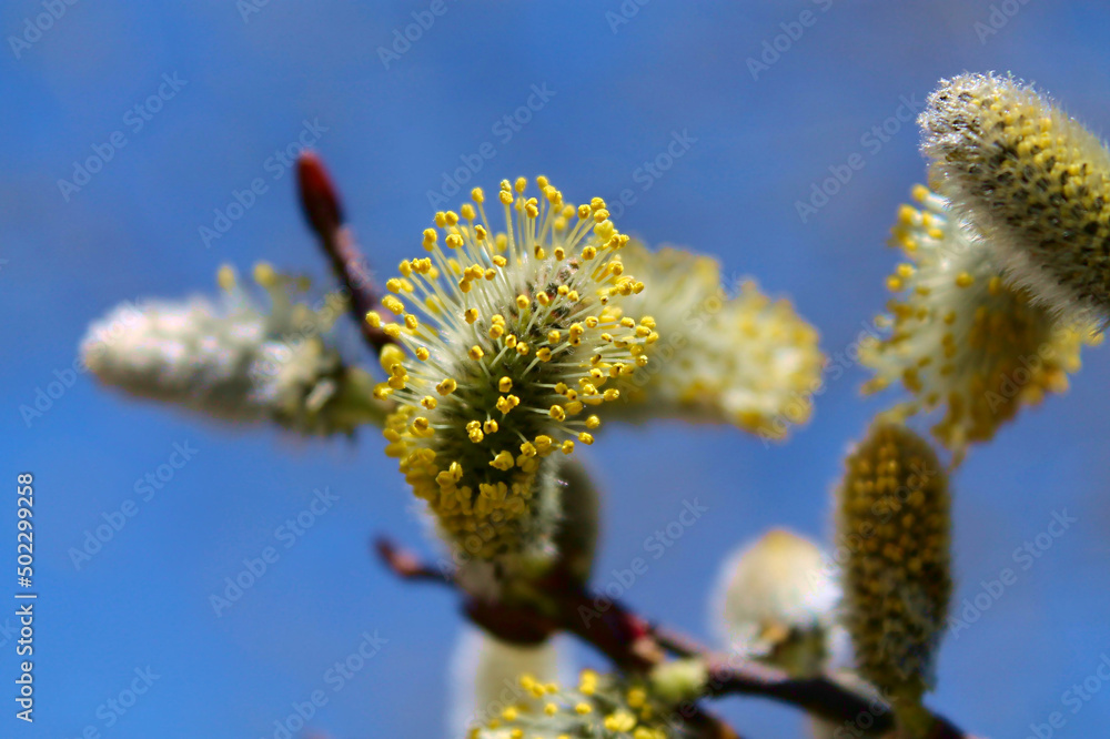 Willow bloom in the spring.