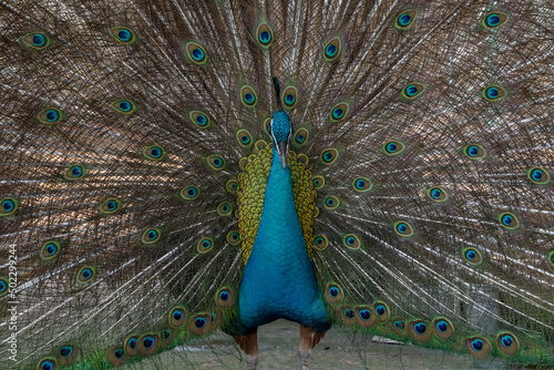The Indian peacock (Pavo cristatus) is the most numerous species of peacock. This is a monotypic species, that is, it is not divided into subspecies, but has a number of color variations.