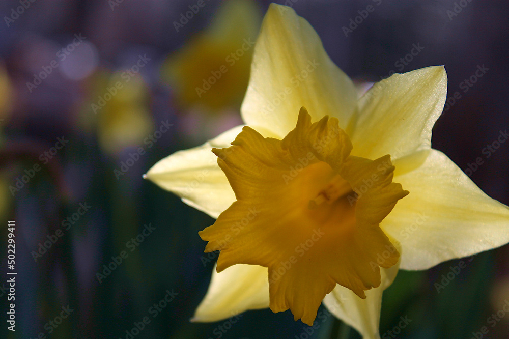 Obraz premium Daffodils in full bloom. Maine spring.