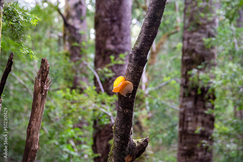 yellow fungus from Andean Patagonian forest, Rio Negro, Argentina