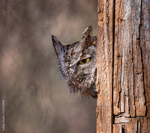 Canvas Print western screech owl peeking out of a nest