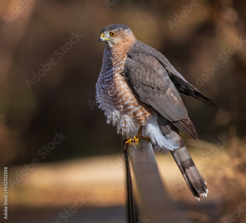 coopers hawk on a rail photo