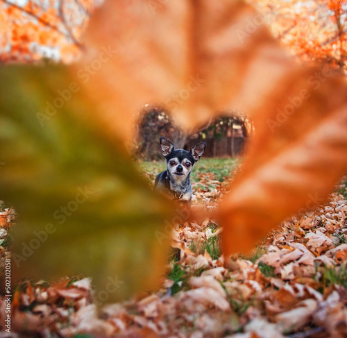 cute chihuahua sitting in leaves in a natural setting © annette shaff