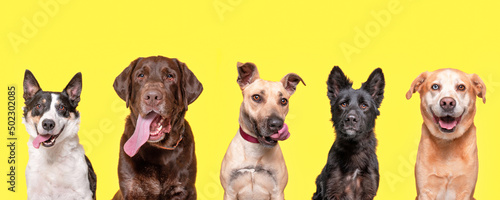 studio shot of a group of various dogs on an isolated background