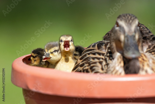 Fototapeta Naklejka Na Ścianę i Meble -  newborn ducklings in a planter made into a nest