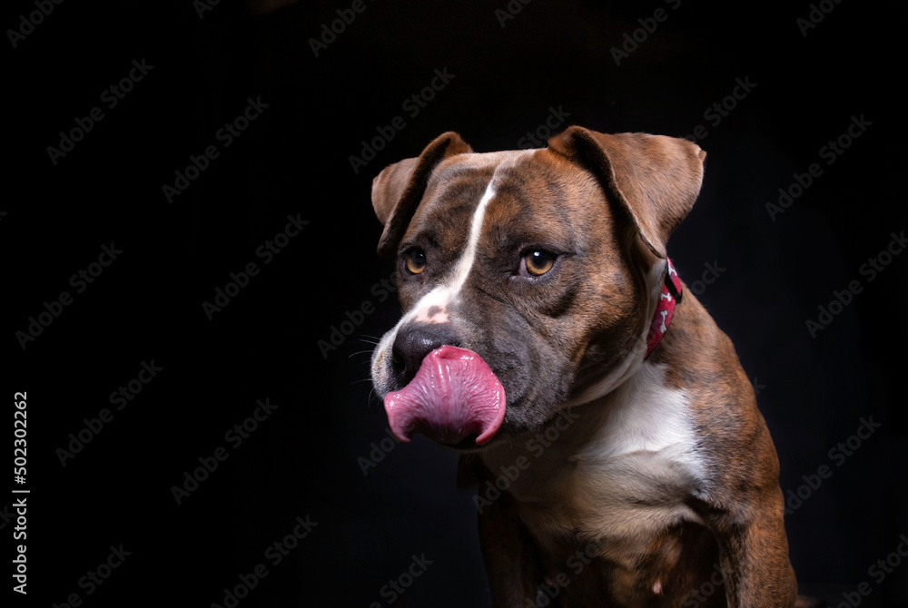 studio shot of a cute dog on an isolated background