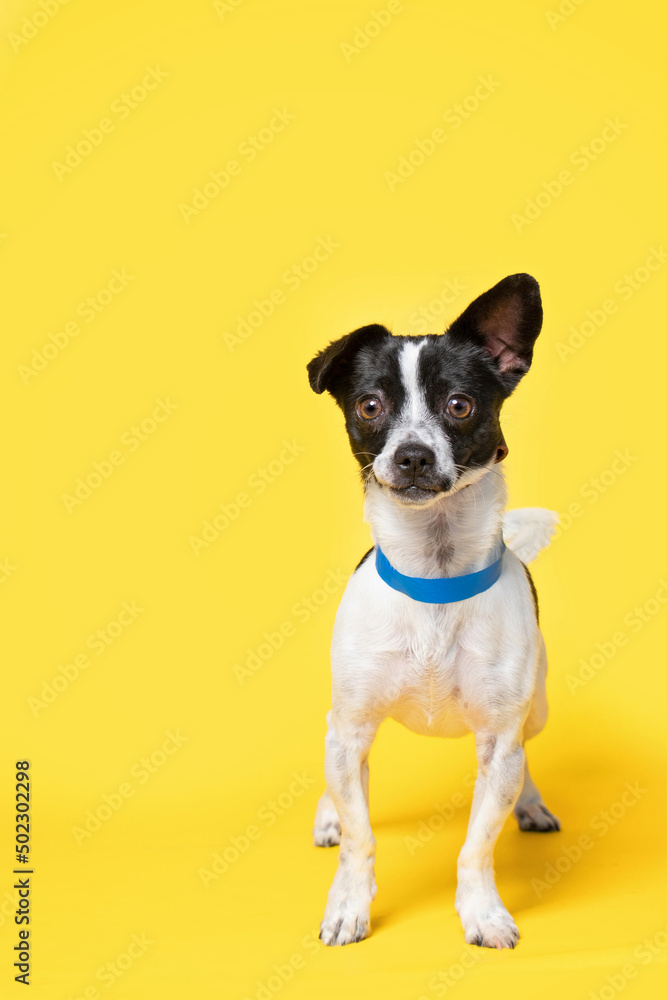 cute chihuahua rat terrier mix isolated on a yellow background