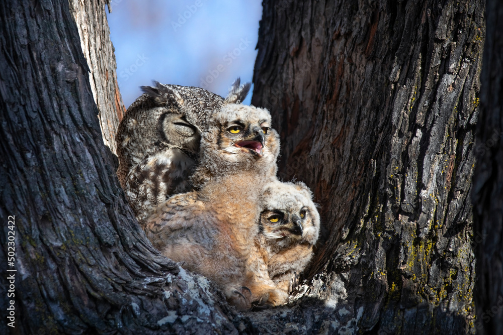 great horned owl nest with an owlet in it great horned owl nest with an owlet in it