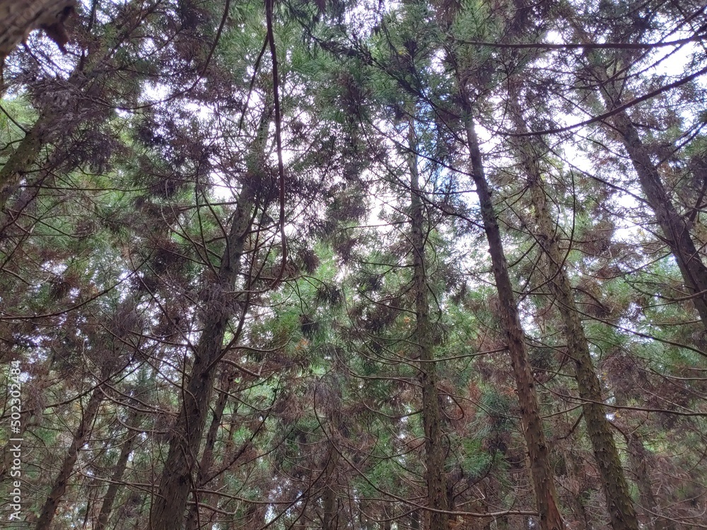 Forest in Jeju Island in Winter Forest in Jeju Island in Winter