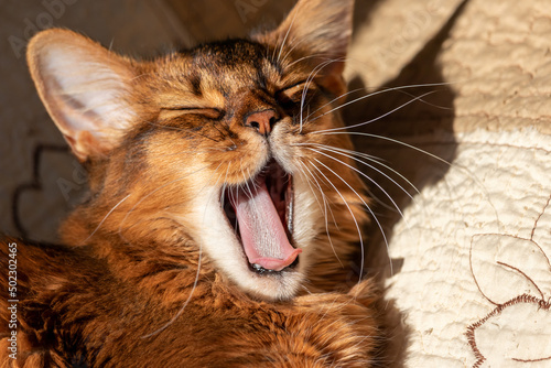 Young cute Somali cat yawns funny