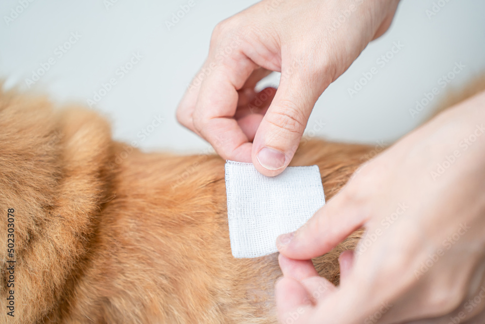 Close up gauze bandage in hand women that covers the wounds on the