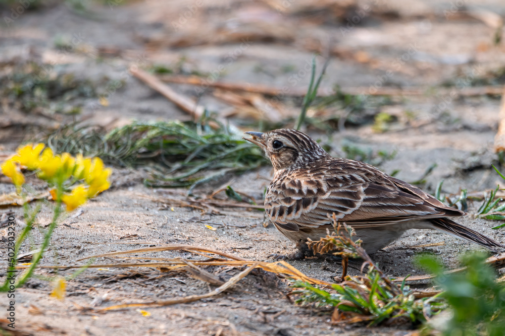 Oriental Skylark Oriental Skylark